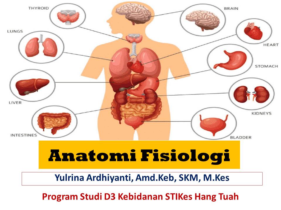 ANATOMI FISIOLOGI (Yulrina Ardhiyanti)